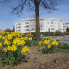 Fr__hling in Lochau April 2013 _6__jpg-1366786879