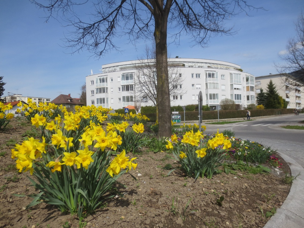Fr__hling in Lochau April 2013 _6__jpg-1366786879