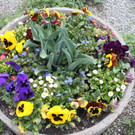 Fr__hling in Lochau April 2013 _19__jpg-1366786972