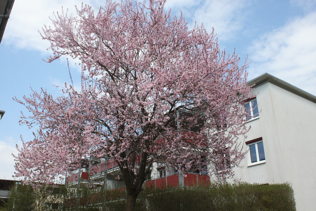 Fr__hling in Lochau April 2013 _20__jpg-1366786980