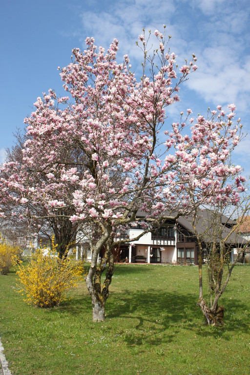 Fr__hling in Lochau April 2013 _22__jpg-1366786997