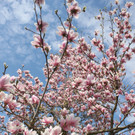 Fr__hling in Lochau April 2013 _23__jpg-1366787006