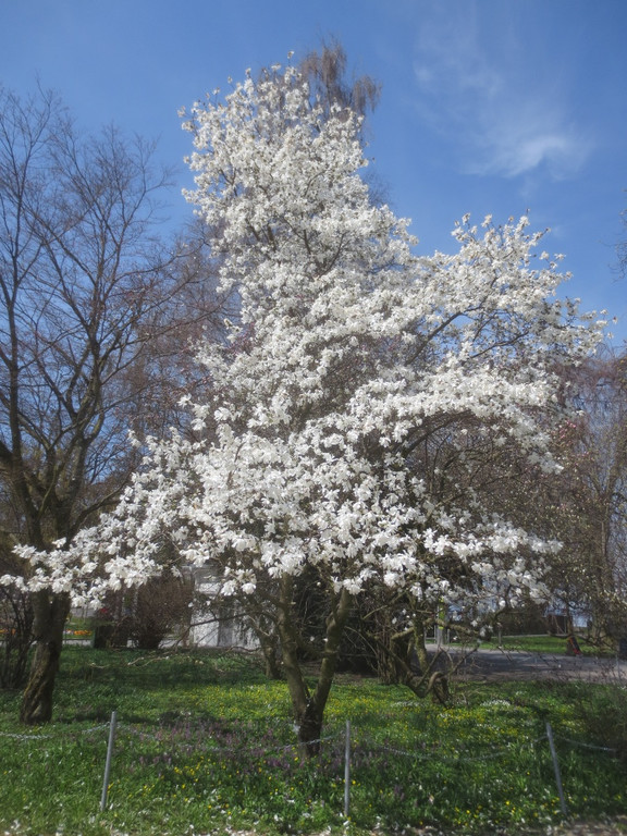 Fr__hling in Lochau April 2013 _10__jpg-1366786896