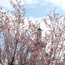 Fr__hling in Lochau April 2013 _37__jpg-1366787122