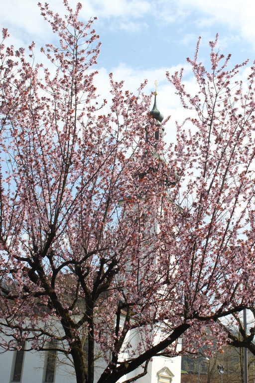 Fr__hling in Lochau April 2013 _37__jpg-1366787122