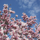 Fr__hling in Lochau April 2013 _25__jpg-1366787023