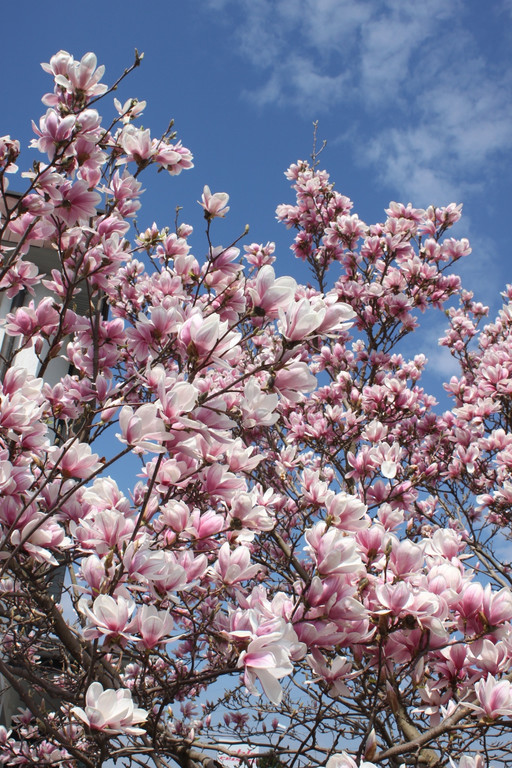 Fr__hling in Lochau April 2013 _25__jpg-1366787023