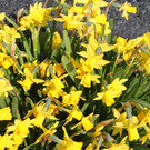 Fr__hling in Lochau April 2013 _34__jpg-1366787095