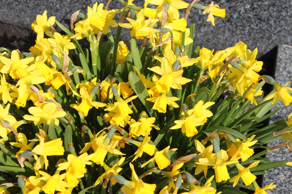 Fr__hling in Lochau April 2013 _34__jpg-1366787095