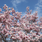 Fr__hling in Lochau April 2013 _26__jpg-1366787032