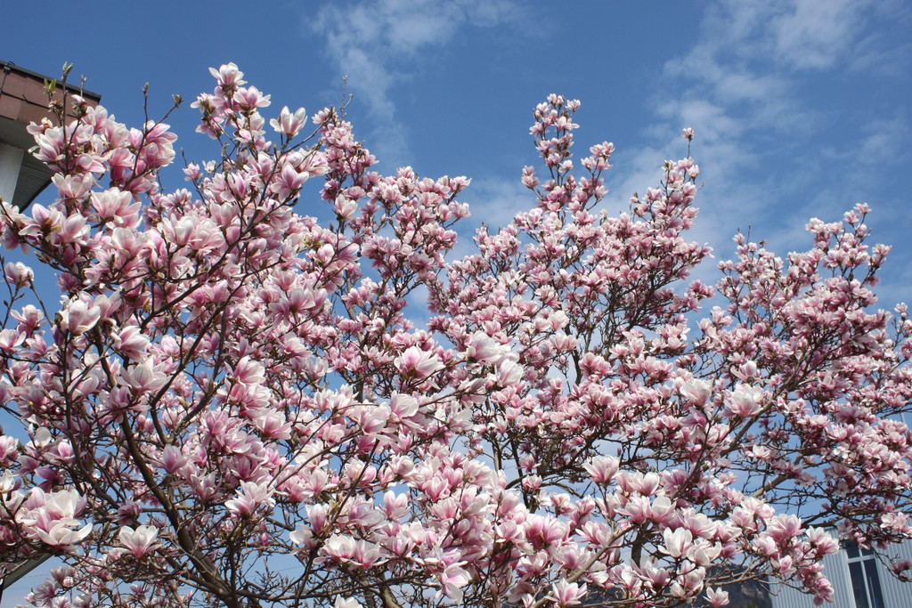 Fr__hling in Lochau April 2013 _26__jpg-1366787032