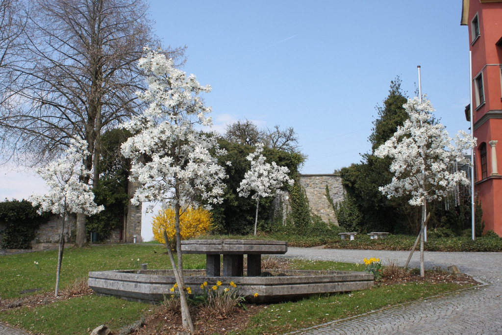 Fr__hling in Lochau April 2013 _28__jpg-1366787048