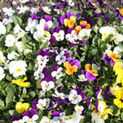Fr__hling in Lochau April 2013 _35__jpg-1366787103
