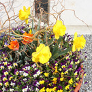 Fr__hling in Lochau April 2013 _36__jpg-1366787111