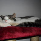 Katze Blue