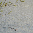 Biber auf der Wiener Donauinsel