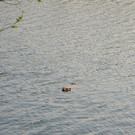 DSC_0728.JPG