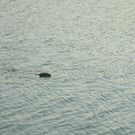 DSC_0729.JPG