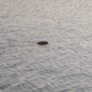 DSC_0730.JPG