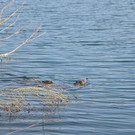 DSC_0733.JPG