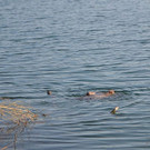 DSC_0734.JPG