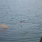 DSC_0736.JPG