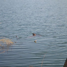 DSC_0737.JPG