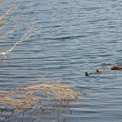 DSC_0739.JPG