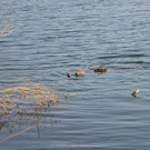 DSC_0740.JPG