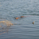 DSC_0741.JPG