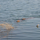 DSC_0742.JPG
