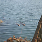 DSC_0753.JPG
