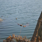 DSC_0755.JPG