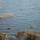 DSC_0758.JPG