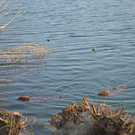 DSC_0759.JPG