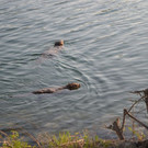 DSC_0768.JPG