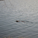 DSC_0770.JPG