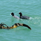 H__llenhunde 25-04-2013 40_jpg-1366898075