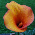 Leithner_Ulrike_17.JPG