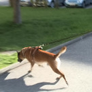 2013-04-26raub hallein _48_.jpg