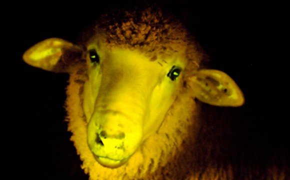 sheep.jpg