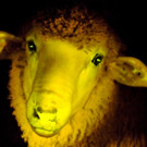 sheep.jpg