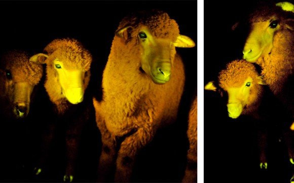 sheep1.jpg