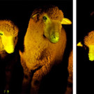 sheep1.jpg