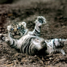 ABD0061-20130423.jpg