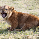 ABD0015-20130418.jpg