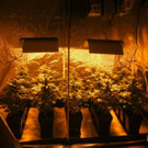 Wien-Floridsdorf: Junge Mutter betrieb Cannabis-Plantage in Wohnung