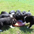 Süße Border Collie Welpen tollen im Garten herum