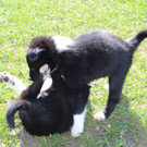 IMG_2896_JPG-1367081774