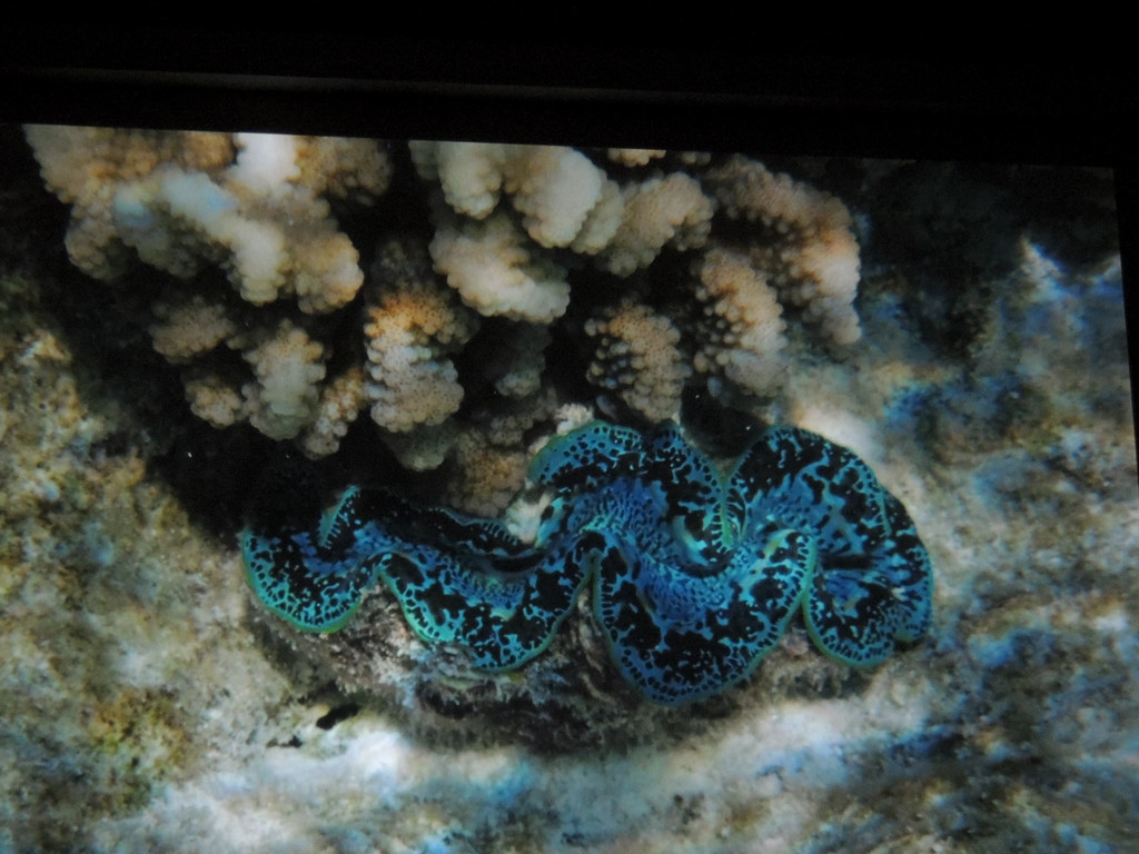 DSCN1758_JPG-1367176884